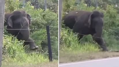 ഇലക്ട്രിക് വേലി 'ബുദ്ധിപൂര്വം' മറികടക്കുന്ന ആന; വീഡിയോ കാണാം...