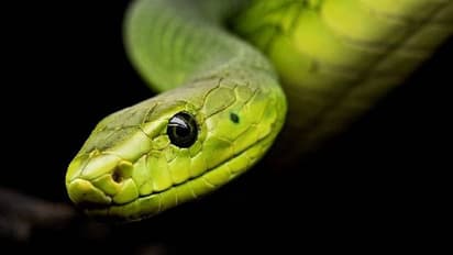 ശവശരീരത്തിനുള്ളിൽ ജീവനുള്ള പാമ്പ്! വിറച്ചുപോയ അനുഭവം പങ്കുവച്ച് ഓട്ടോപ്സി ടെക്നീഷ്യൻ