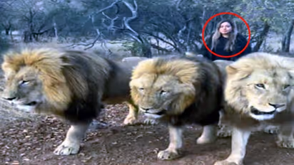 3 ಸಿಂಹಗಳನ್ನು ವಾಕಿಂಗ್ ಕರೆದುಕೊಂಡು ಹೊರಟ ಮಹಿಳೆ: ಬೆಚ್ಚಿಬಿದ್ದ ನೆಟ್ಟಿಗರು..! 