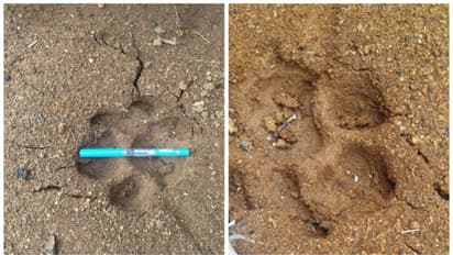 അടിമാലി പഞ്ചായത്ത് ആദിവാസി മേഖലയിൽ കടുവയുടെ സാന്നിദ്ധ്യമെന്ന് ആശങ്ക; കാൽപ്പാടുകൾ കണ്ടെത്തി; ജനം ഭീതിയിൽ