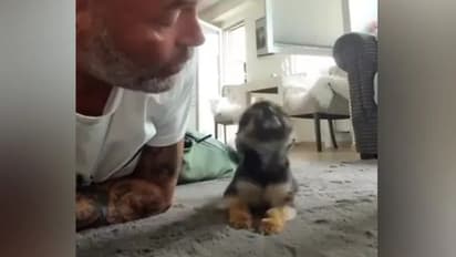 'ഒരുമ്മയ്ക്ക് വേണ്ടിയാണോ?'; പട്ടിക്കുഞ്ഞിന്റെ 'ക്യൂട്ട്' വീഡിയോ...