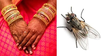 நாங்க பொண்ணு தரவேமாட்டோம்.! இளைஞர்களின் திருமணத்தில் மண்ணை அள்ளிப்போட்ட ‘ஈக்கள்’ - இப்படியொரு கிராமமா ?