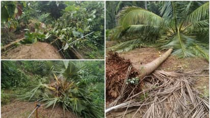 മുതലമടയില് കാട്ടാന ശല്യം രൂക്ഷം; രണ്ട് ദിവസമായി ഒരേ കൃഷിയിടത്തില് കാട്ടാനകളിറങ്ങി കൃഷി നശിപ്പിച്ചു