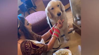 വിവാഹത്തിന് ഒരുങ്ങുന്നതിനിടയിലും വളര്‍ത്തുനായക്ക് ഭക്ഷണം വാരിക്കൊടുക്കുന്ന വധു; വീഡിയോ വൈറല്‍ 