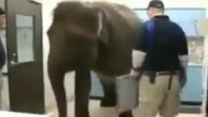 ഇത്രയും ക്ഷമയുള്ള രോഗിയെ കണ്ടിട്ടുണ്ടോ? എക്‌സ് റേ എടുക്കാനെത്തിയ ആനയുടെ വീഡിയോ വൈറല്‍