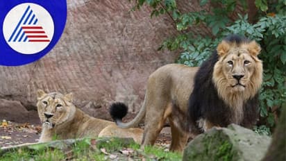 ಇಂದೋರ್‌ನಿಂದ ಬಿಂಕದಕಟ್ಟೆ ಮೃಗಾಲಯಕ್ಕೆ ಬಂದ ಶಿವ-ಗಂಗಾ ಸಿಂಹಗಳು