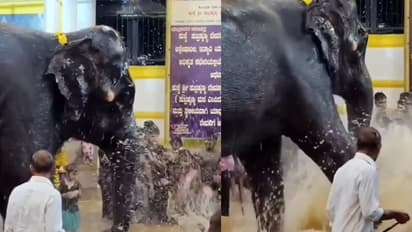 ಮಕ್ಕಳೊಂದಿಗೆ ಕುಕ್ಕೆ ಸುಬ್ರಹ್ಮಣ್ಯದ ಆನೆಯ ನೀರಾಟ ನೋಡಿ... ವೈರಲ್ ವಿಡಿಯೋ 