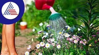 Gardening Tips: ಗಿಡಕ್ಕೆ ಯಾವ ಸಮಯದಲ್ಲಿ ನೀರು ಹಾಕ್ಬೇಕು ಗೊತ್ತಾ? 