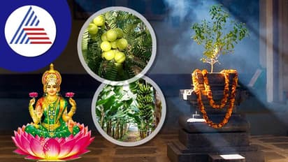 ಶುಕ್ರವಾರ ಈ ಮರವನ್ನು ಪೂಜಿಸಿದರೆ ಲಕ್ಷ್ಮಿ ಒಲಿಸಿಕೊಳ್ಳೋದು ಸುಲಭ!