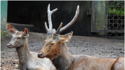 நடுக்கடலில் தத்தளித்த மானை மீட்ட தூத்துக்குடி மீனவர்கள்