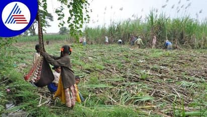 ಅಥಣಿ: ಕಬ್ಬು ಕಟಾವು ಕುಟುಂಬದ ಮಕ್ಕಳ ಕಹಿ ಬದುಕು..!