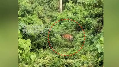 കണ്ണൂർ ഇരിട്ടിയിൽ ഭീതി വിതയ്ക്കുന്ന കടുവയെ കണ്ടെത്തി, തെങ്ങിൻ മുകളിൽ നിന്ന് ദൃശ്യം പകർത്തി ചെത്തുതൊഴിലാളി