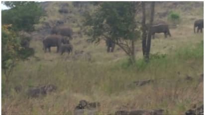 മൂന്നാറിൽ 10 ദിവസത്തിനിടെ ചരിഞ്ഞത് മൂന്ന് കുട്ടിയാനകൾ; വൈറസ് ബാധയെന്ന് സൂചന