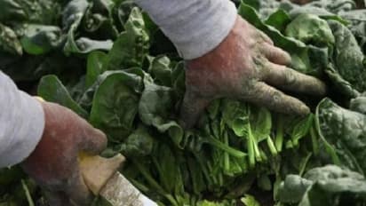 ലോകത്തിലെ ഏറ്റവും വില കൂടിയ ചീര, കിലോയ്ക്ക് രൂപ മൂവായിരം!