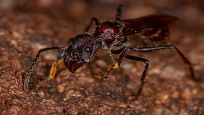 മനുഷ്യനെ ഏറ്റവും അധികം വേദനിപ്പിക്കുന്ന ആ പ്രാണി, കടിച്ചാല് 24 മണിക്കൂറെങ്കിലും വേദന സഹിക്കണം!