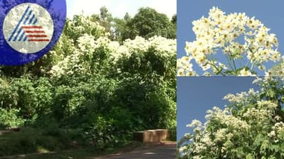 Chikkamagaluru: ಎಲ್ಲ ಹೂವಿನಂತಲ್ಲ ಮಲೆನಾಡಿನ ಕಾಡುಮಲ್ಲಿಗೆ ಸೊಬಗು