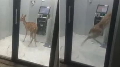 ನಾಯಿಗಳಿಂದ ರಕ್ಷಿಸಿಕೊಳ್ಳಲು ಎಟಿಎಂಗೆ ನುಗ್ಗಿದ್ದ ಜಿಂಕೆ