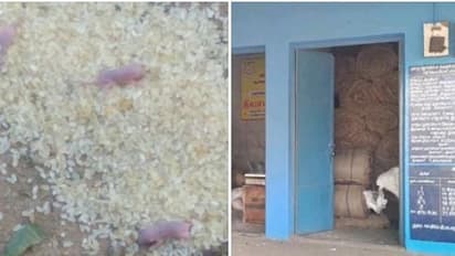 ரேஷன் அரிசியில் உயிருடன் இருந்த எலிக்குஞ்சுகள்..! அதிர்ச்சி அடைந்த கிராம மக்கள்