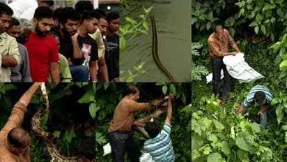 കോഴിക്കോട് കാരപ്പറമ്പ് ജങ്ഷനിൽ പെരുമ്പാമ്പിന്റെ കൂട്ടം; ഒരെണ്ണത്തെ പിടികൂടി, മറ്റുള്ളവ കനാലിൽ ഇറങ്ങി