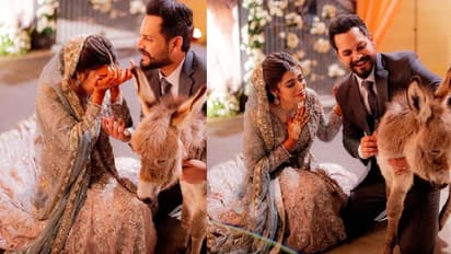 కాబోయే భార్యకు ‘గాడిద’ గిఫ్ట్.. పెళ్లిలో వరుడు చేసిన పనికి వధువు ఏమందంటే.. 