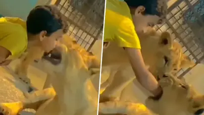 Watch: Little boy playing with dangerous lions shocked netizens; video goes viral