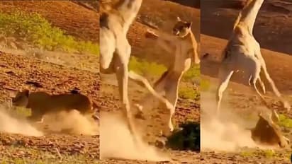 ಜಿರಾಫೆಯ ಬೇಟೆಯಾಡಲು ಯತ್ನಿಸಿದ ಸಿಂಹ... ಆಮೇಲೇನಾಯ್ತು ನೋಡಿ