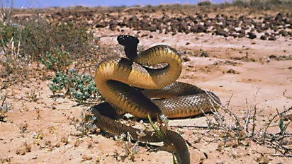 ലോകത്തിലെ ഏറ്റവും വിഷമുള്ള പാമ്പുകളിലൊന്ന്; ഒരേയൊരു കടിയില് എത്ര പേരെ കൊല്ലാനുള്ള വിഷമെന്നോ....