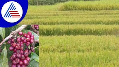 ಕೊಡಗಿನಲ್ಲಿ ಮಳೆ ಅವಾಂತರ ಕೊಯ್ಲಿಗೆ ಬಂದಿರುವ ಭತ್ತ, ಕಾಫಿ-ಕರಿಮೆಣಸು ಬೆಳೆ ಹಾಳು