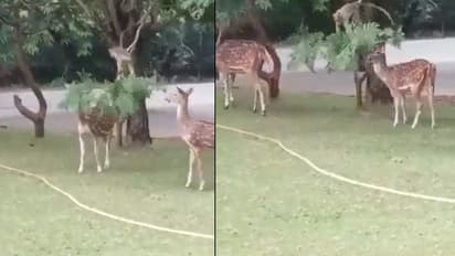 ಜಿಂಕೆಗಳ ಮೇವಿಗಾಗಿ ಮರದ ಕೊಂಬೆಗಳ ಬಾಗಿಸಿದ ಕೋತಿ... ವೈರಲ್ ವಿಡಿಯೋ