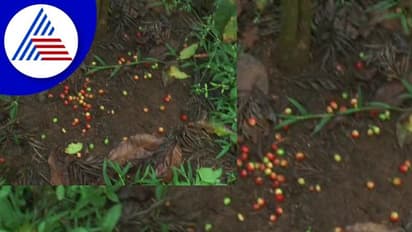 Cyclone Mandous ; ಮಾಂಡೌಸ್ ಚಂಡಮಾರುತ ಎಫೆಕ್ಟ್; ಮಲೆನಾಡು ಗಡ ಗಡ !