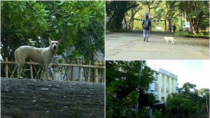 നായശല്യം ഒഴിഞ്ഞില്ല, അവധിക്കുശേഷം തിരുവനന്തപുരം എഞ്ചിനീയറിംഗ് കോളേജ് തുറന്നു; ആശങ്കയോടെ വിദ്യാര്‍ത്ഥികള്‍