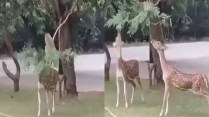 മരച്ചില്ല താഴ്ത്തിക്കൊടുത്ത് മാനുകളെ സഹായിക്കുന്ന കുരങ്ങൻ, ഇതാണ് സൗഹൃദം എന്ന് സോഷ്യൽ മീഡിയ