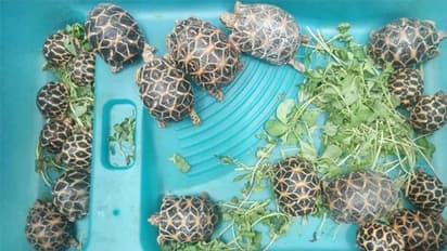 मुंबई में स्मगलर से मिले दुर्लभ प्रजाति 'इंडियन स्टार' 20 कछुए, इनकी कीमत लाखों में है