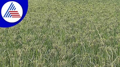 Ramanagara: ಅಕಾಲಿಕ ಮಳೆಗೆ ರಾಗಿ ಹಾನಿ: ಆತಂಕ​ದ​ಲ್ಲಿ​ ರೈತ​ರು