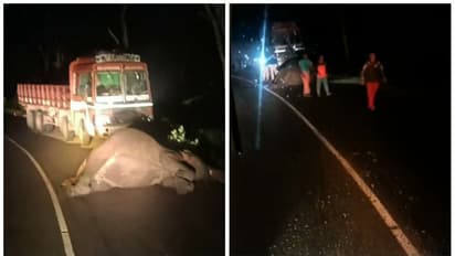 ബന്ദിപ്പൂരിൽ ചരക്കുലോറി ഇടിച്ച് കാട്ടാന ചരിഞ്ഞു,കോഴിക്കോട്- മൈസൂർ ദേശീയ പാതയിൽ ഗതാഗതം തടസപ്പെട്ടു