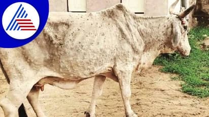 Shivamogga: ರಿಪ್ಪನ್ಪೇಟೆ ವ್ಯಾಪ್ತಿಯಲ್ಲಿ ಚರ್ಮಗಂಟು ರೋಗ ಉಲ್ಬಣ