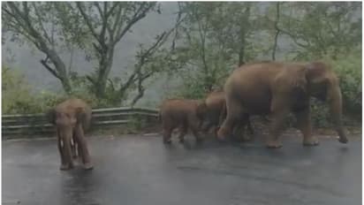 അട്ടപ്പാടിയിലും നെല്ലിയാമ്പതിയിലും കാട്ടാനയിറങ്ങി ഗതാഗതം തടസപ്പെടുത്തി
