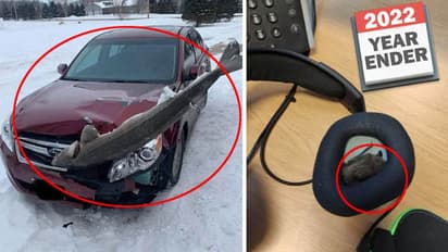 YEAR ENDER 2022: कहीं मछली से भिड़ी कार तो कहीं हेडफोन से निकला चमगादड़, देखें इस साल की ये 6 Strange Photos