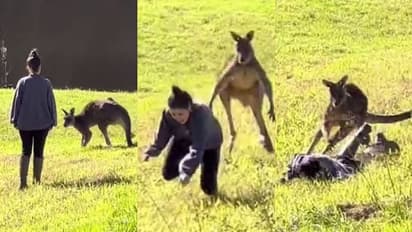 പിന്നിലൂടെ തൊടാനെത്തിയ വിനോദ സഞ്ചാരിയായ യുവതിയെ ഓടിച്ച് ആക്രമിച്ച് കംഗാരു