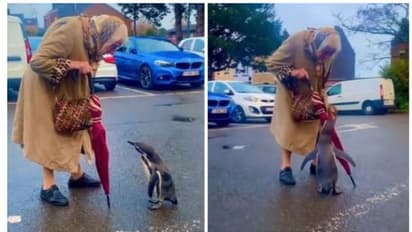 'നീ എന്റെ കൂടെ വരുന്നോ?' പെൻഗ്വിനോട് കുശലം പറഞ്ഞ് മുത്തശ്ശി, വീഡിയോ കാണാം