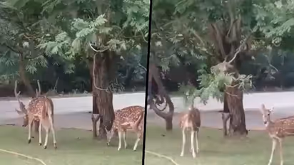 Monkey bends a tree branch to help deer eat leaves; viral video amazed netizens