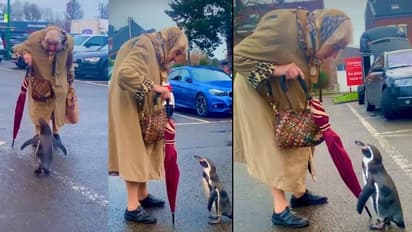 ಅಜ್ಜಿಯ ಕಷ್ಟ ಸುಖ ವಿಚಾರಿಸುವ ಪೆಂಗ್ವಿನ್... ವೈರಲ್ ವಿಡಿಯೋ