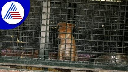 Uttara Kannada: ಹೊನ್ನಾವರದಲ್ಲಿ ಚಿರತೆ ಕಾಟ: ಆತಂಕದಲ್ಲಿ ಜನರು