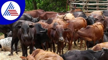 ಉತ್ತರ ಕನ್ನಡ ಜಿಲ್ಲೆಯಲ್ಲಿ ಜಾನುವಾರುಗಳನ್ನು ಬಲಿಪಡೆಯುತ್ತಿದೆ ಚರ್ಮಗಂಟು ರೋಗ