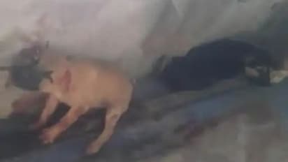 शराब के नशे में काटकर खा गए पिल्लों के कान और पूंछ, पुलिस ने बताया इस वजह से नहीं हुई नशेड़ियों की गिरफ्तारी