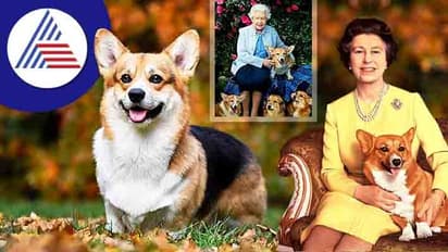 ಬಿಟ್ರನ್ ಅರಮನೆಯ ಸಾಕು ನಾಯಿ ವೆಲ್ಯ್ ಕೊರ್ಗಿ ತಳಿ ಮೂಲ್ಕಿಗೆ ಆಗಮನ