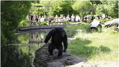 സ്വീഡിഷ് മൃഗശാലയില് നിന്നും രക്ഷപ്പെട്ട നാല് ചിമ്പാന്സികളെ വെടിവച്ച് കൊന്നു