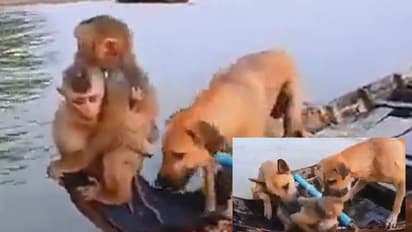 ಕರುಳ ಕುಡಿಯ ರಕ್ಷಣೆಗಾಗಿ ಜೀವವನ್ನೇ ಪಣಕಿಟ್ಟ ತಾಯಿ ಕೋತಿ... ವೈರಲ್ ವೀಡಿಯೋ 