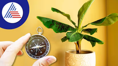 Banana plant Vastu: ಸಮೃದ್ಧಿಗಾಗಿ ಬಾಳೆ ಮರದ ಪಕ್ಕ ಈ ಸಸ್ಯ ಬೆಳೆಸಲೇಬೇಕು!