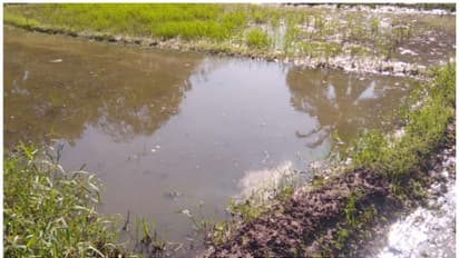 കനത്ത മഴ: നിലങ്ങളിലെ വിത്തുകളും ഞാറുകളും വെള്ളത്തിൽ മുങ്ങി, നെൽകർഷകർ ദുരിതത്തിൽ